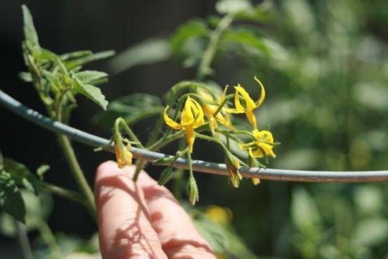 Teknologien for kunstig pollinering av tomater øker utbyttet i tider! (Foto fra fb.ru)