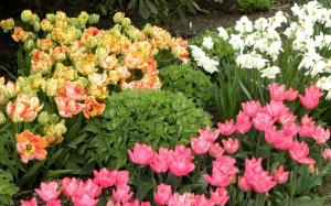 Det var fjær tulipaner og påskeliljer? Det er på tide å mate rikelig blomstrer våren + omsorg