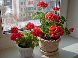 Secrets gjødsel Geraniums jod for frodig blomstring