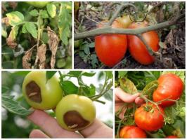 Kampen for høsten: godbit tomater riktig