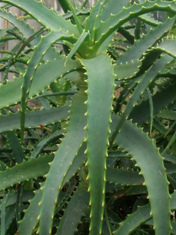 Aloe arborescens - den populære innendørs blomster