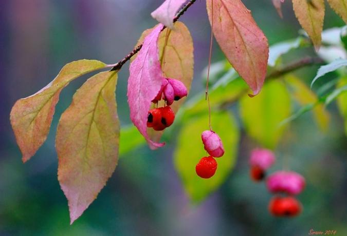 Makrofotografering bær og blader av Beinved (lifeisphoto.ru)