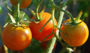 Hvorfor tomater dressing bor. fremstille en oppløsning av