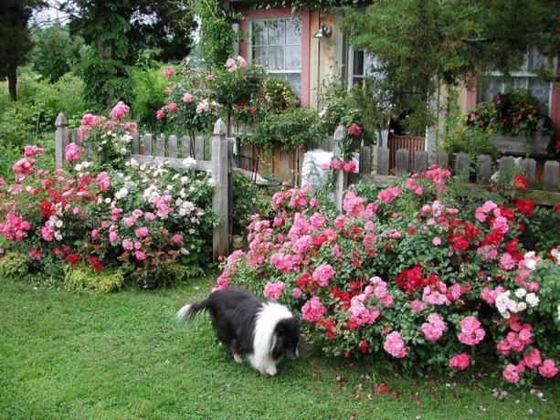 Roses passer perfekt inn i bildet perfekt livet på landet