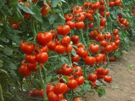 Gjødsling av gjær for å øke utbyttet av agurker og tomater