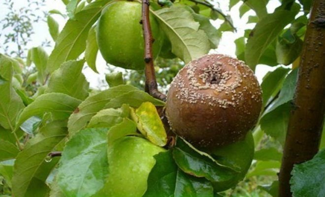 Frukt råtne på eple (illustrasjoner for en artikkel hentet fra Yandex. bilder)