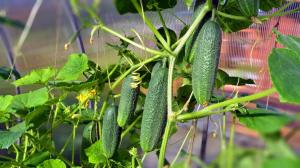 Hvordan øke utbyttet av agurk i to og forlenge fruiting til høsten.
