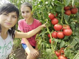 Tomater i hagen vil ikke fete og øke frukt. 4 superprioma!