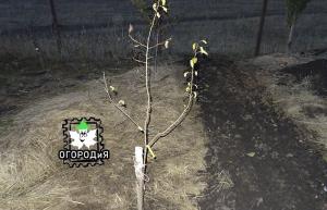 Planting en pære i stedet for levende døde, en viktig nyanse