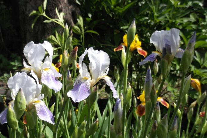 Skjeggete iris liker å sole seg i solen. Bilde av forfatteren (e)