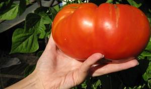 Deilige tomat varianter som er plantet i landsbyene våre bestemødre.