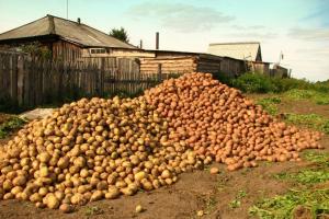 Poteter vil bli lagret i en 2 ganger bedre: hva du skal gjøre etter høsting