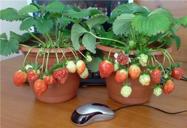 EKSEMPEL potted jordbær. Bilder for publisering er hentet fra internett