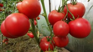 Tomater vil ikke overopphetes: enkle tiltak