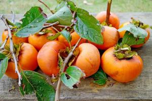 Soverom persimmon - voksende subtilitet