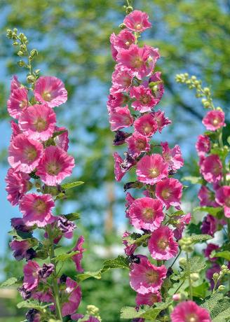 Blomstringen rosa mallow