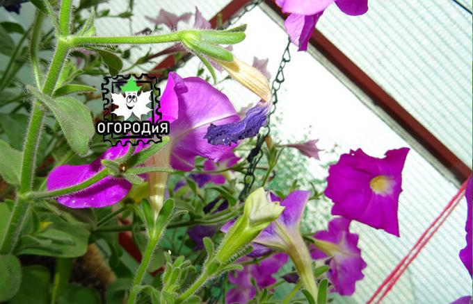 En slik visnet blomst Petunia bør fjernes