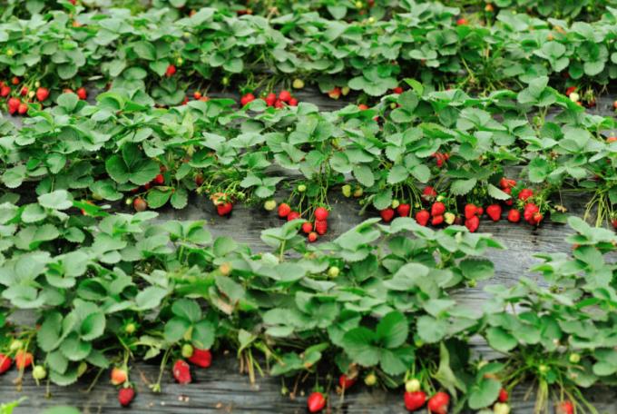 Strawberry plantasjen misunnelse! (Isons.com)