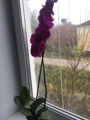 Etter riktig passform min orkide umiddelbart blomstret