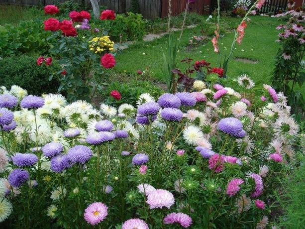 Asters okkupere en verdig plass i hagen, som gleder øyet til slutten av høsten