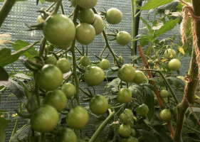 Vi vokser tomater for 2 stk. i hver brønn. Fordeler og ulemper