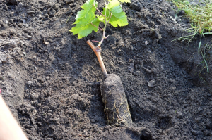 Riktig planting av druer i fjæren