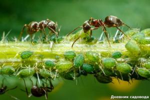 Bli kvitt maur med jod