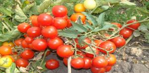 De beste variantene av tomater undermål for dyrking i det åpne feltet.