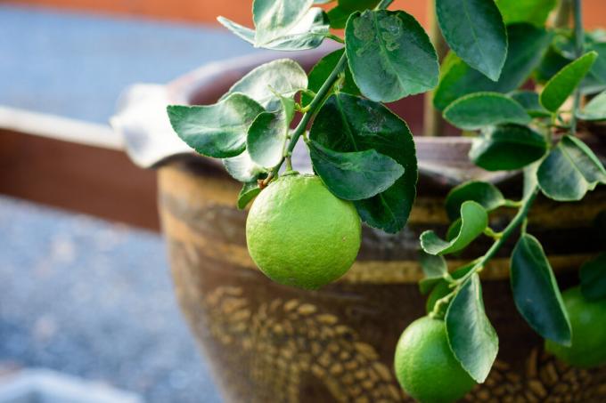 Lime er egnet for dyrking hjemme er enda bedre enn sitron. Foto: garden.eco