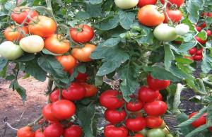 Gjødsel for tomater som øker opp til 10 ganger dannelsen av eggstokkene.