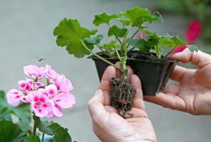 Hvordan å transplantere Geranium hjemme under den kalde årstiden. prosess funksjoner