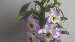 5 faktorer som påvirker blomstrende dendrobiums