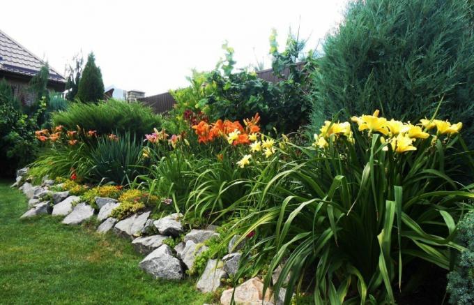 Vakker blomsterbedet langs gjerdet: daylilies i harmoni med større naboer