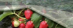 Jo bedre å skjule jordbær i vinter?
