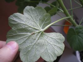 Hvilke sykdommer og skadedyr er farlig for geranium