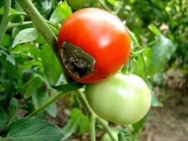 Hvordan man skal håndtere den apikale råte på tomater, og hvorfor det ser ut.