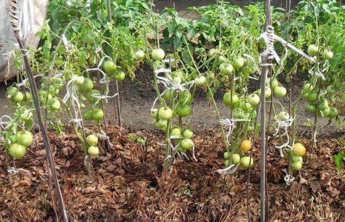 Eksempel bioklipp gress tørr tomat senger (fra Internett)