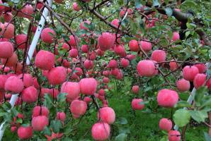 Hvorfor et epletre bærer frukt hvert år.