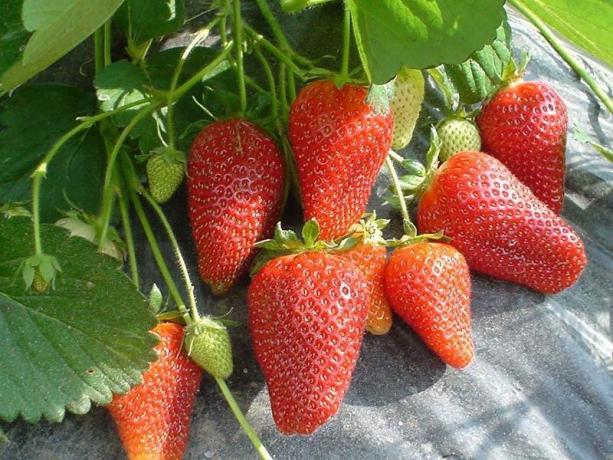 Remontant jordbær (Foto fra Internett)