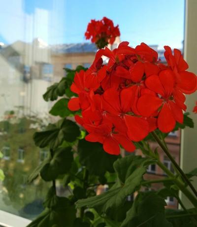 Blomstrende røde geranier