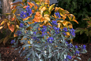 Prydbusk - Blåskjegg eller Caryopteris. Skjønnhet i hagen din