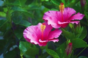 Hibiscus syriacus: hvordan å vokse og omsorg
