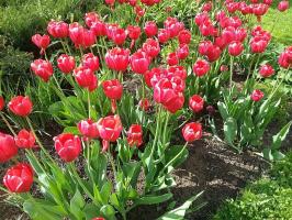 5 vanlige feil i dyrking av tulipaner, som tillater 50% av dyrkere