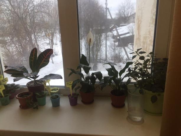 Potteplanter i vinduskarmen på soverommet mitt. Tre av dem vil snart si farvel!