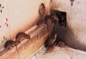Hvordan ødelegge mus i et feriehus for alltid