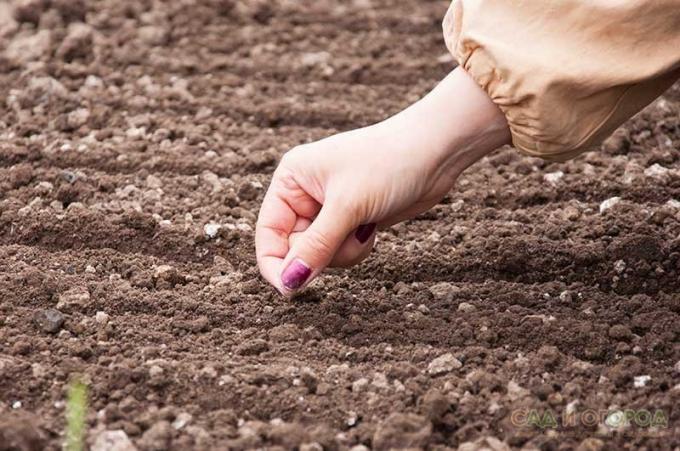 Betingelser for planting grønnsaker for vinteren lett!