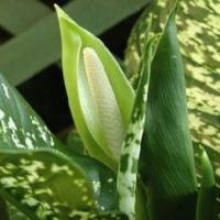 Blossoms dieffenbachia hjemme