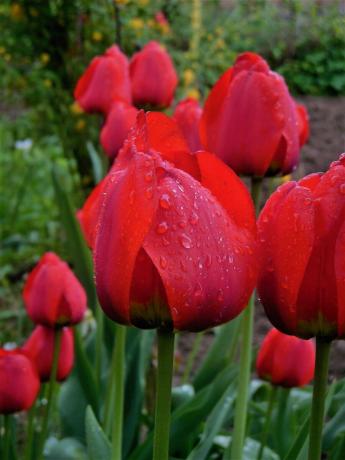 Jeg har en voksende bare én art av tulipaner. Og jeg vet ikke hva han heter. I år plutselig lyst til å plante noe nytt. Dermed ble født ideen om å skrive et notat om våren planting pærer. Forresten, jeg liker bare tulipaner klassisk form, og dressing og andre fancy ikke årsaken sympati.