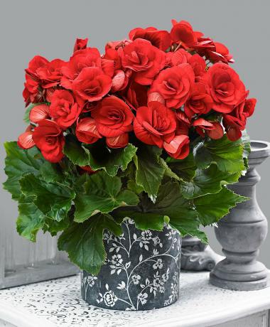 Scarlet begonier. Vis: http://tixonya.ru