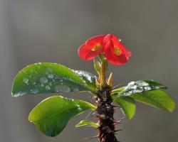 Euphorbia (spurge) - tips om omsorg